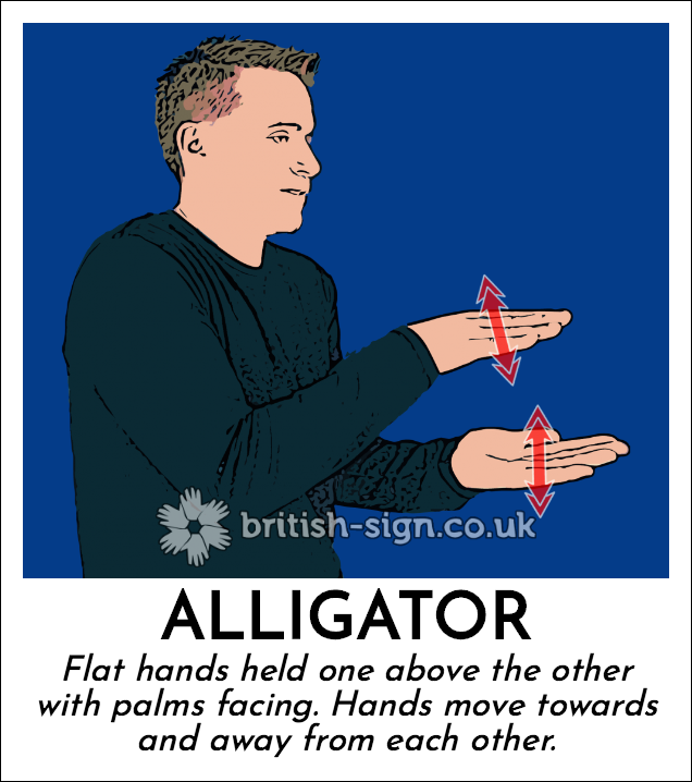 Alligator: Flat hands held one above the other with palms facing. Hands move towards and away from each other.